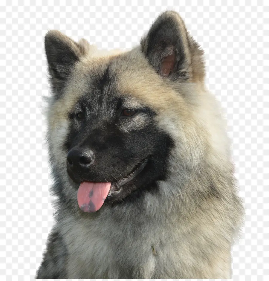 Shiloh Perro De Pastor，Eurasier PNG