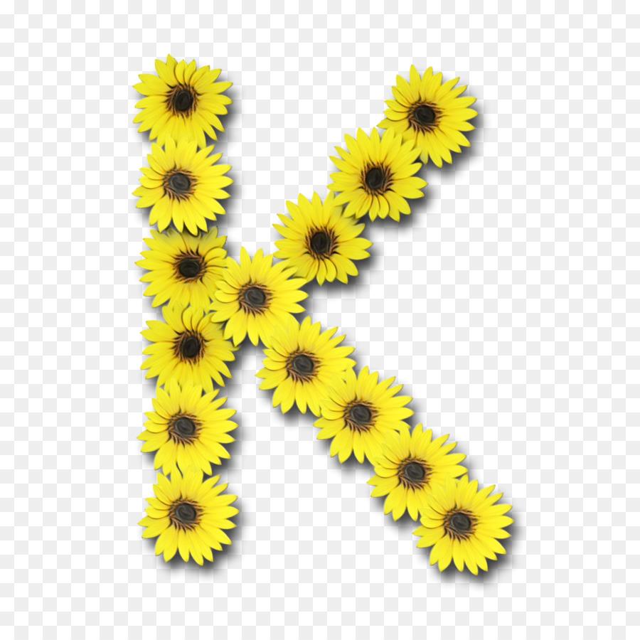 Amarillo，Crisantemo PNG