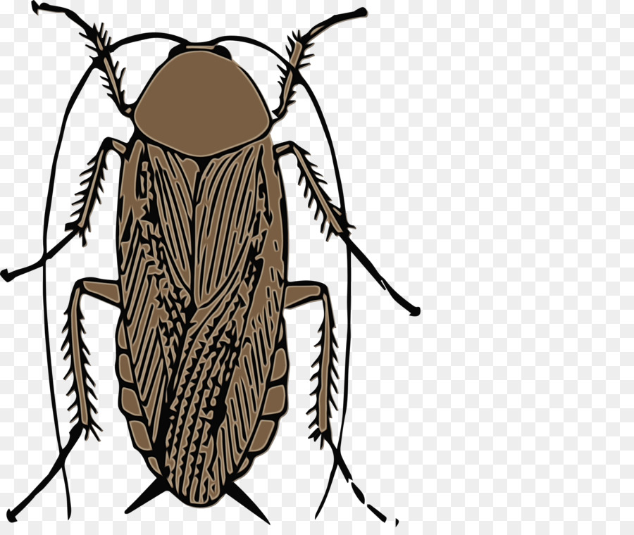 Cucaracha，Escarabajo PNG