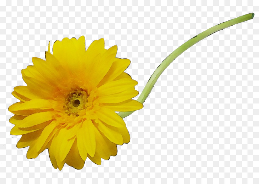 Girasol，Amarillo PNG