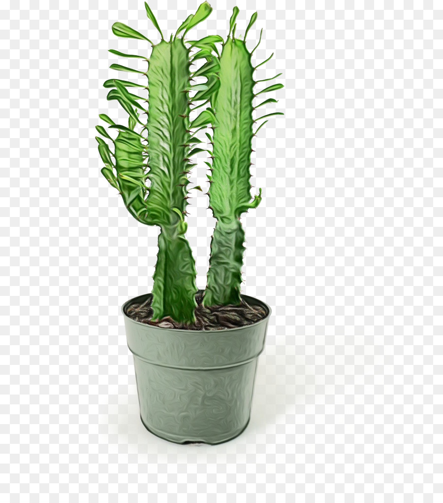 Cactus San Pedro，Triángulo De Cactus PNG