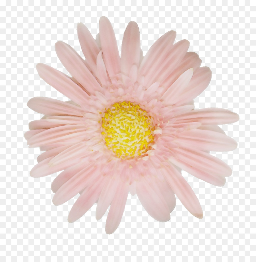 Común Daisy，La Manzanilla PNG