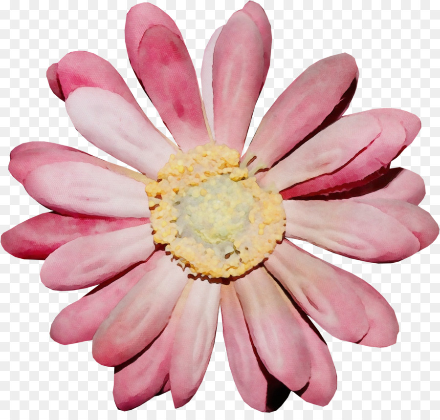Transvaal Daisy，Crisantemo PNG