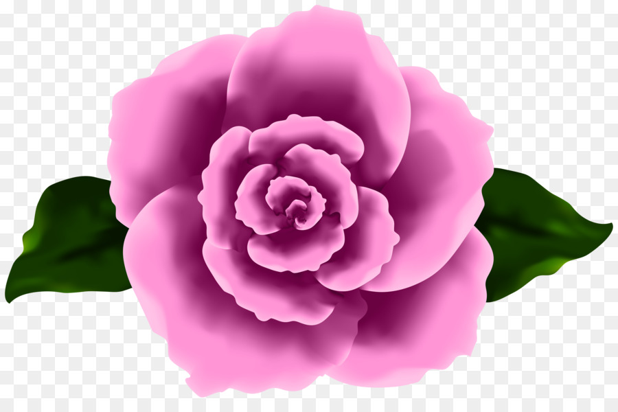 Col Rosa，Las Rosas De Jardín PNG