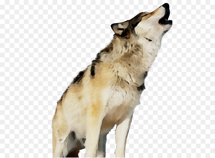 Saarloos Lobo，Perro Lobo Checoslovaco PNG