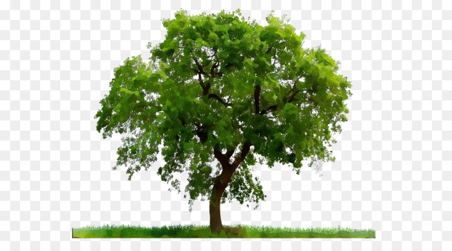 Árbol，Florecer PNG