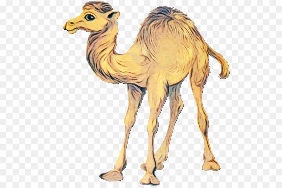 Camellos，Desierto PNG