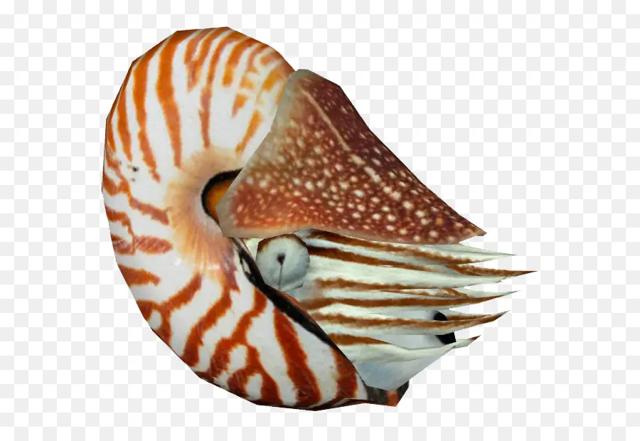 Nautilo，Dryosaurus PNG