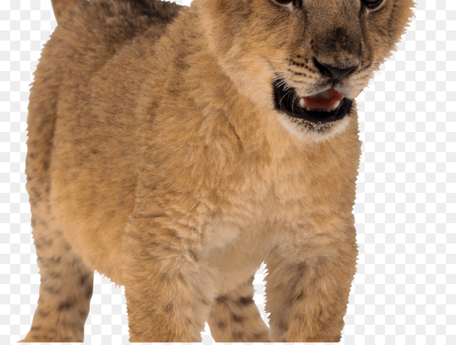 East African Lion，Fondo De Escritorio PNG