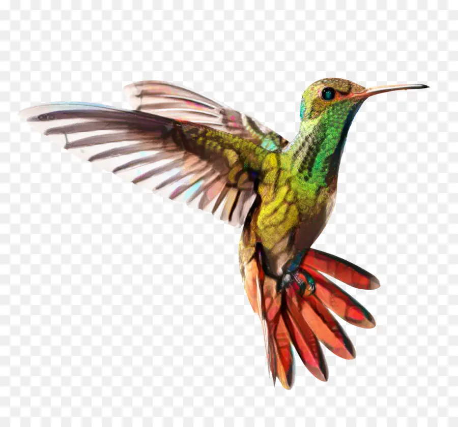 Colibrí Colorido，Vuelo PNG