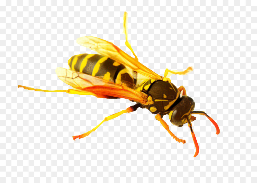 Hornet，Los Insectos PNG