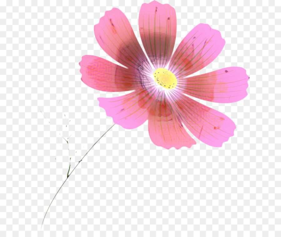 Jardín Cosmos，Planta Anual PNG