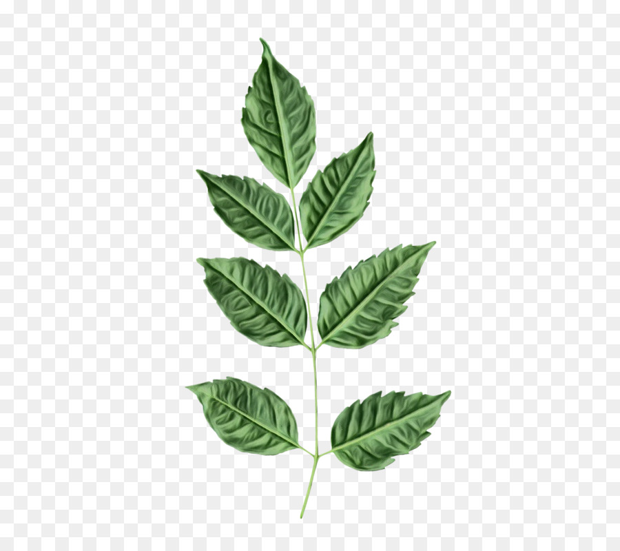 Hoja Verde，Planta PNG