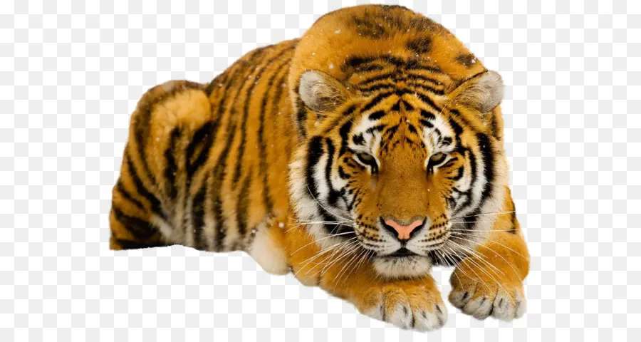 Tigre，Cachorro PNG