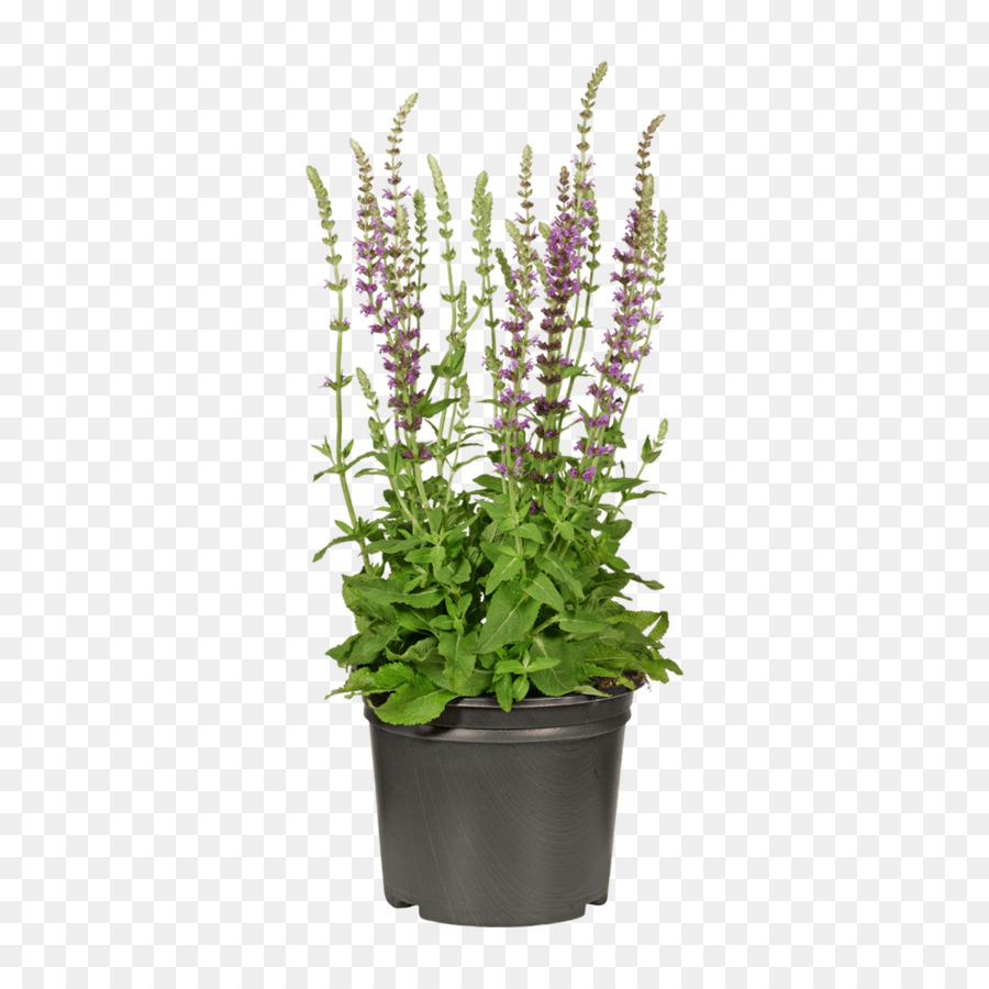 Planta De Flor Morada，Flor PNG