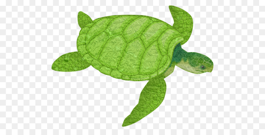 Tortuga，Reptiles PNG