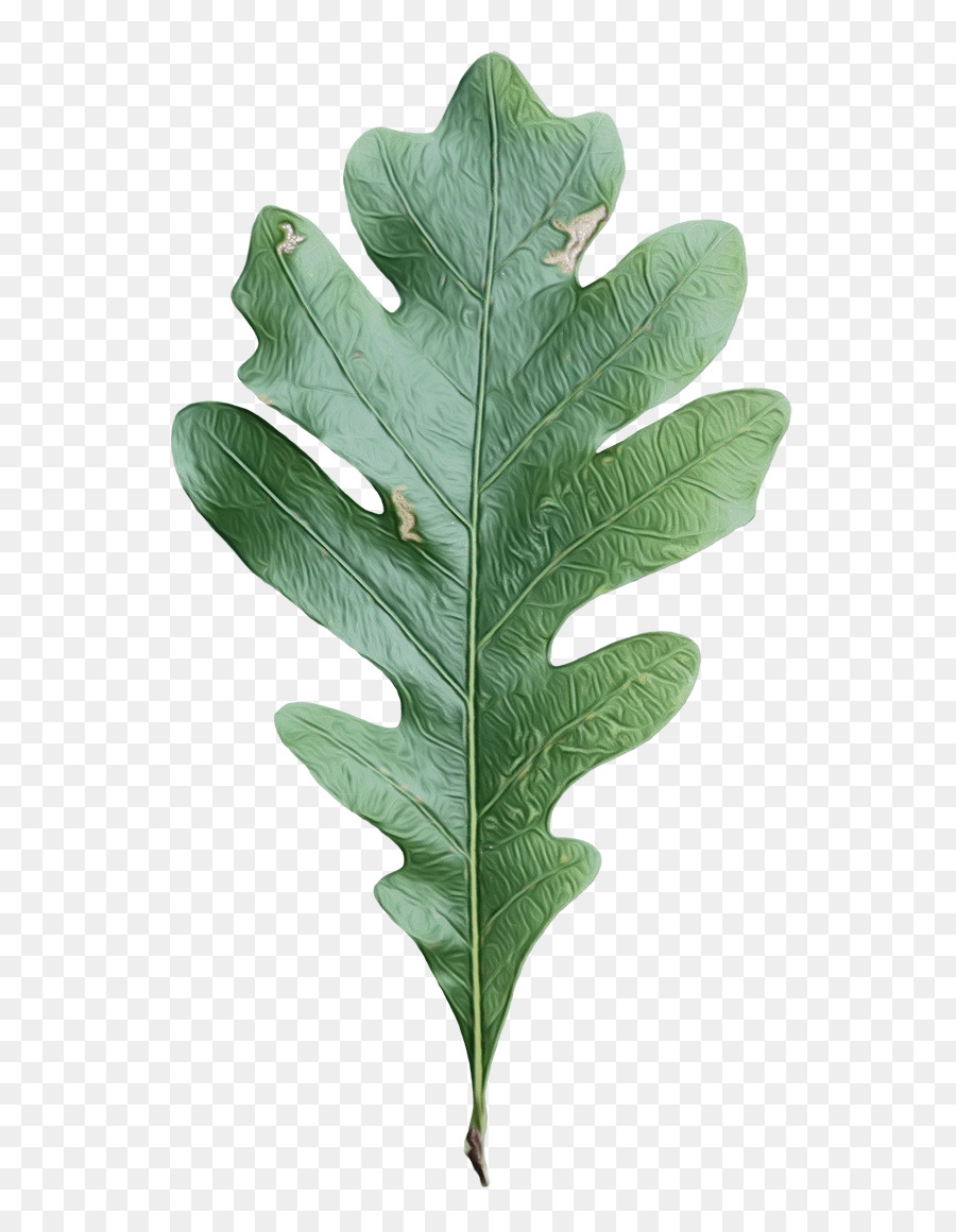 Hoja De Roble，Árbol PNG