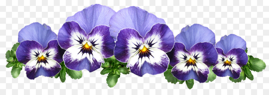 Flores，Vistoso PNG