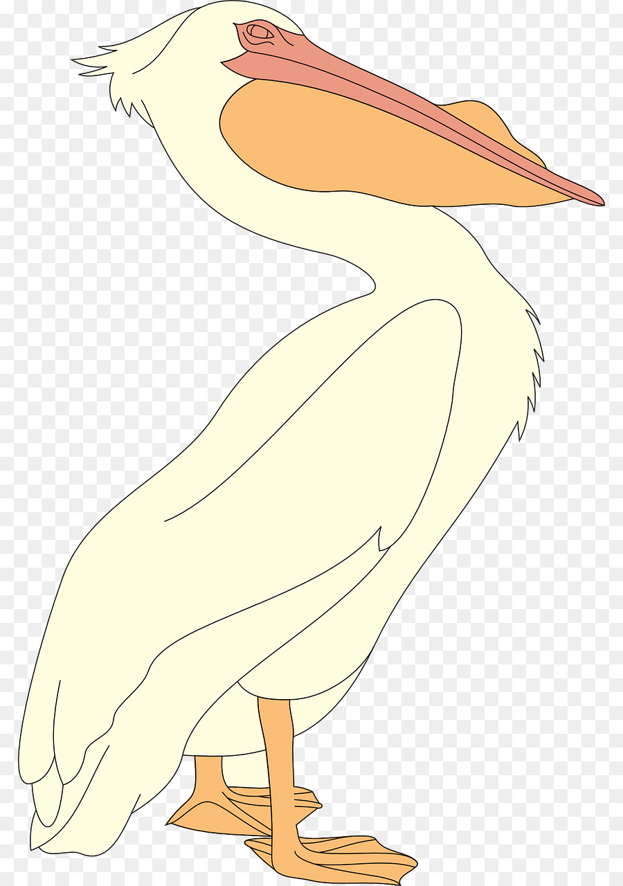 Pájaro De Dibujos Animados，Pico PNG