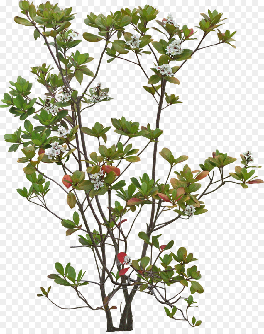 Árbol，Hojas PNG