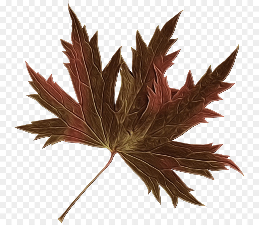 Hoja，Planta PNG