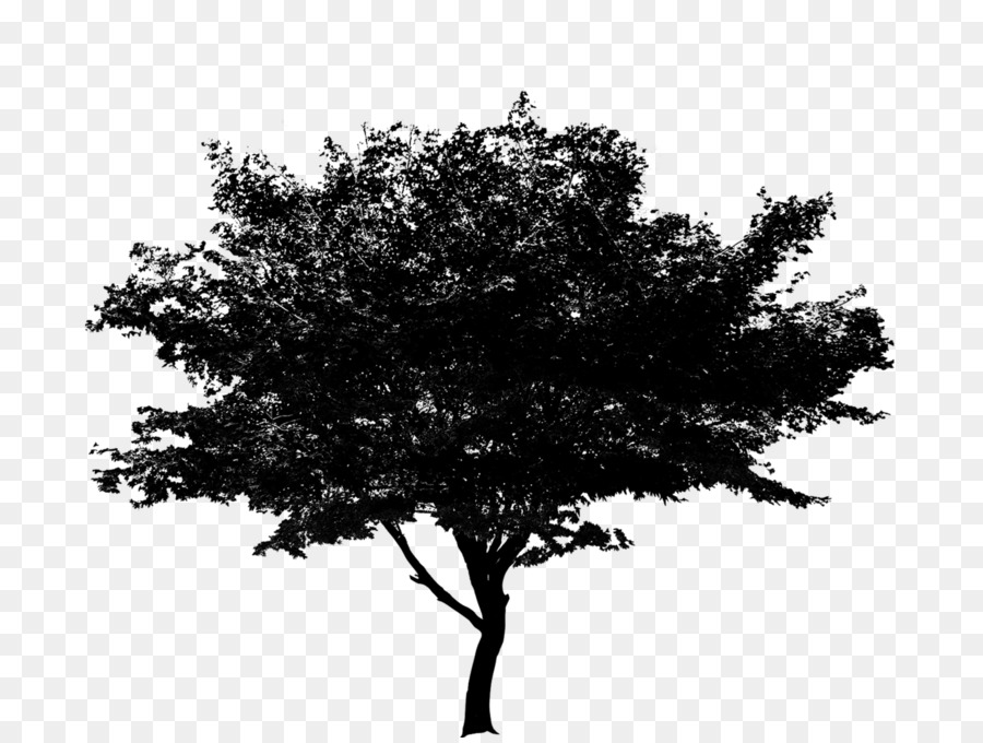 Árbol，Roble PNG