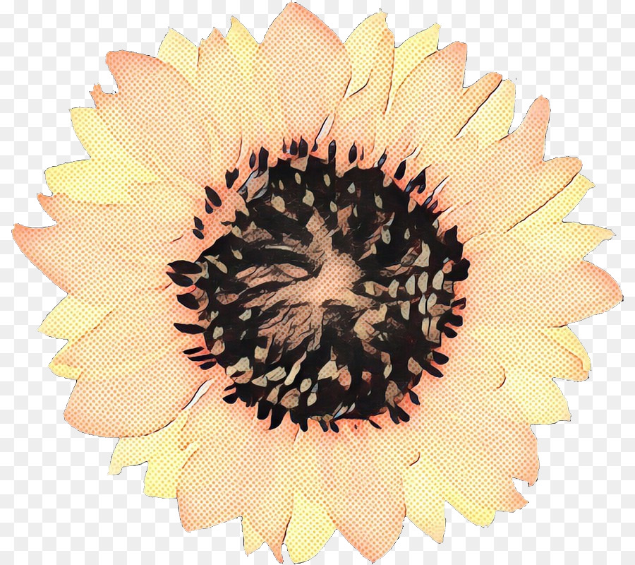 Común De Girasol，Transvaal Daisy PNG