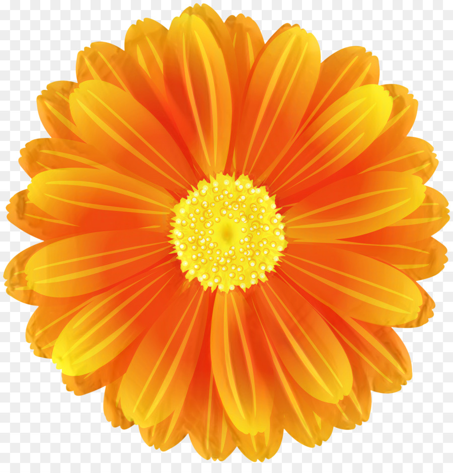 Transvaal Daisy，Fondo De Escritorio PNG