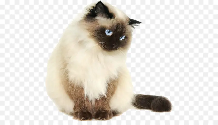 Gato Esponjoso，Ojos Azules PNG