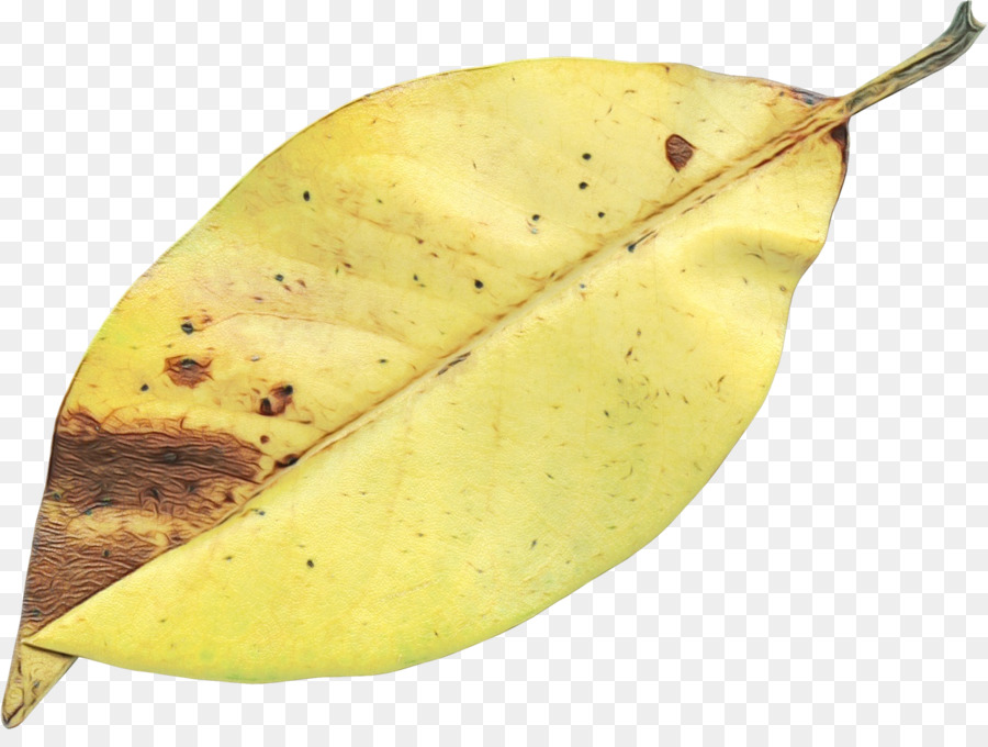 Hoja，Planta PNG