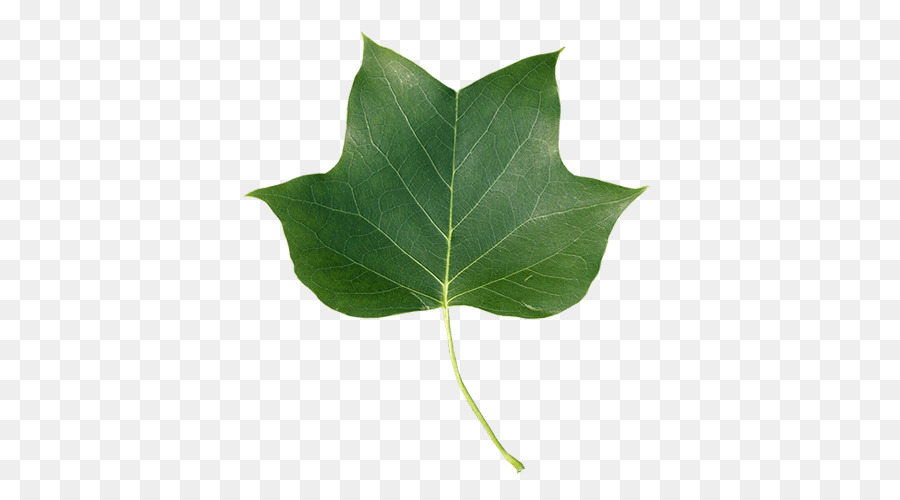 Hoja，Verde PNG