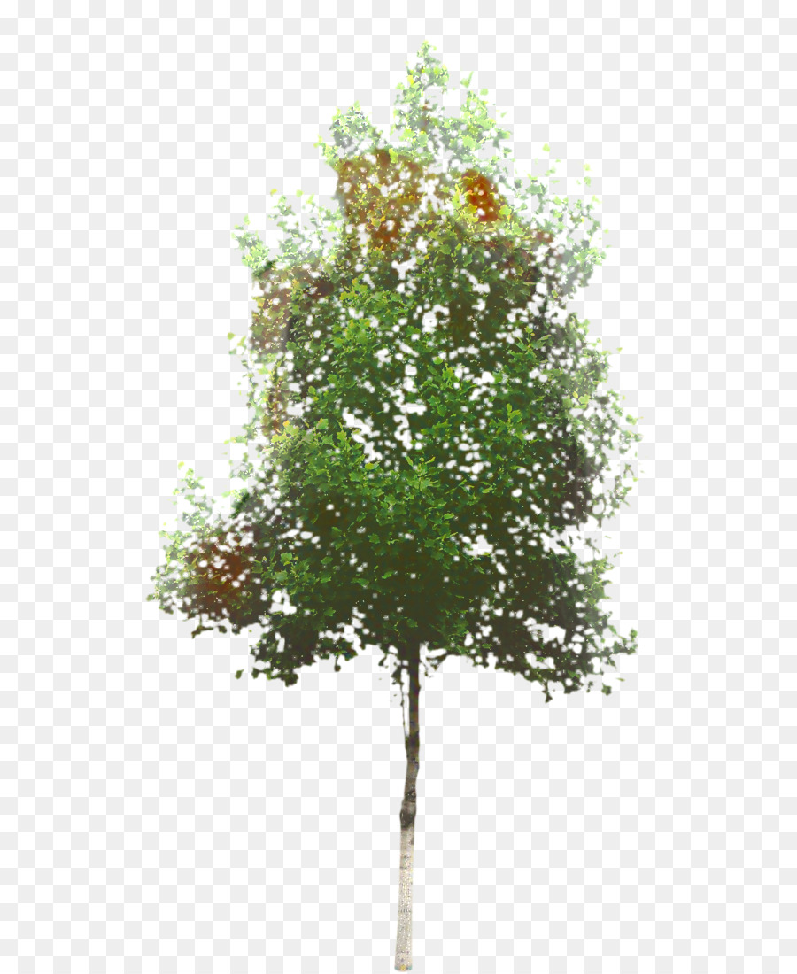 Árbol，Roble PNG