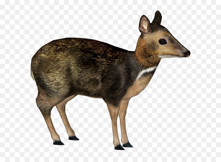 Filipinas Mousedeer，Los Ciervos PNG