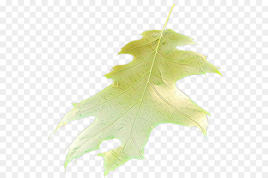 Hoja，Planta PNG