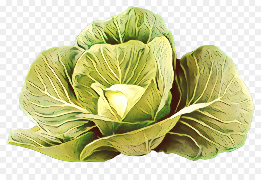 Lechuga Romana，Collard PNG