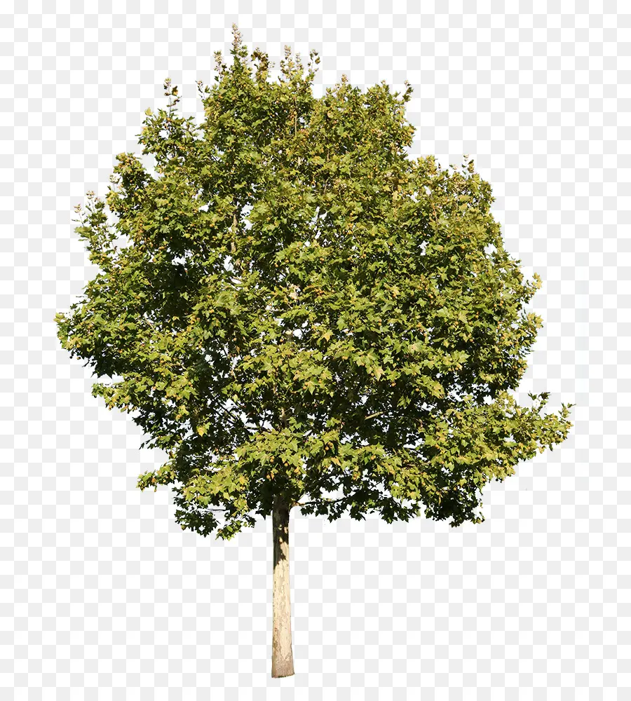 Árbol，Las Plantas PNG