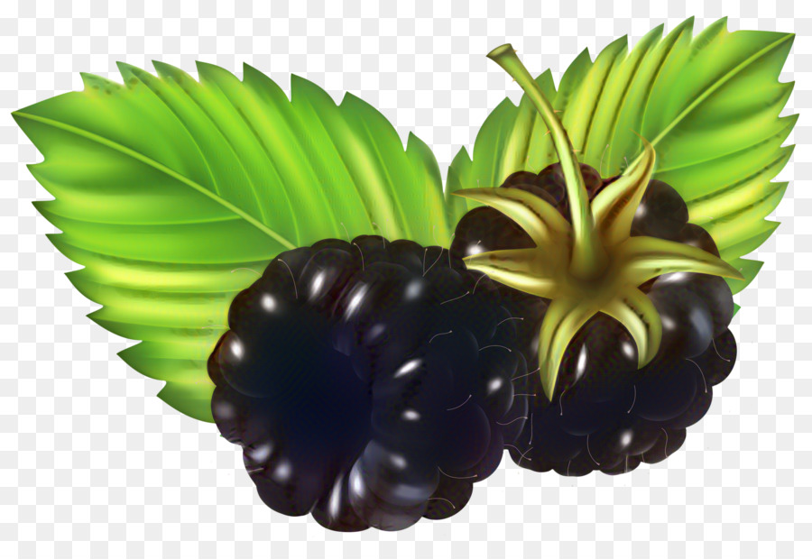 Bayas，Blackberry PNG