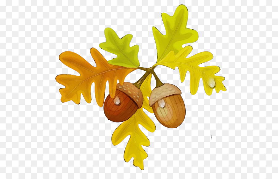 Bellotas，Hojas PNG