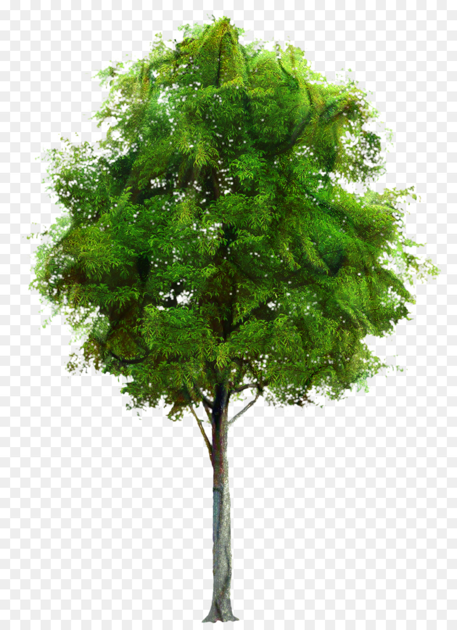 Árbol，Descargar PNG