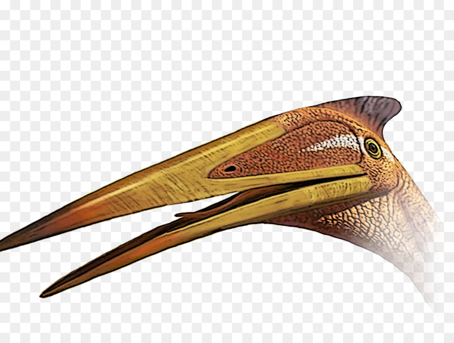 Quetzalcoatlus，Pterosaurios PNG