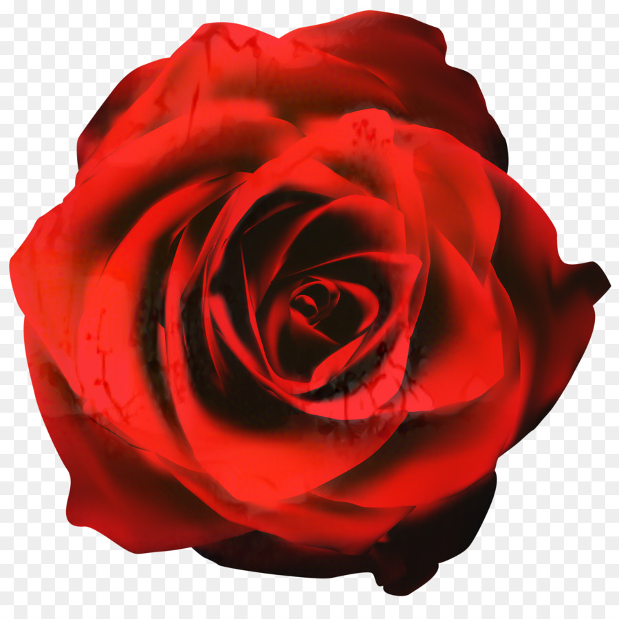 Rosa，Iconos De Equipo PNG