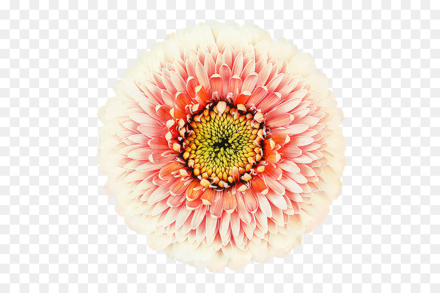 Transvaal Daisy，Crisantemo PNG