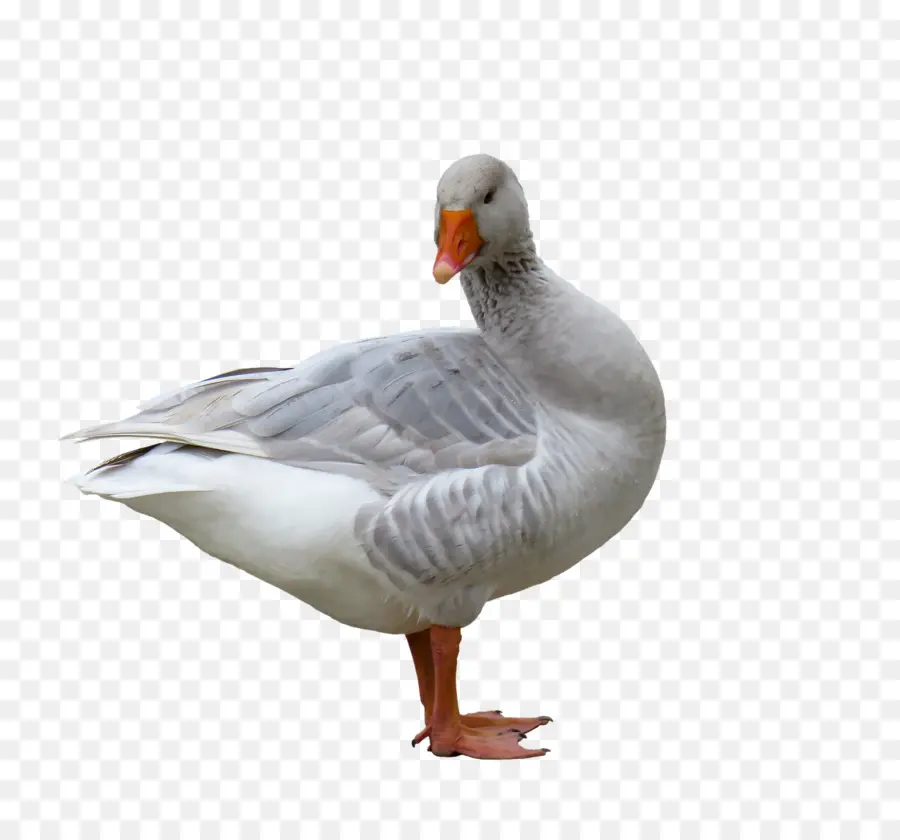Ganso，Aves PNG