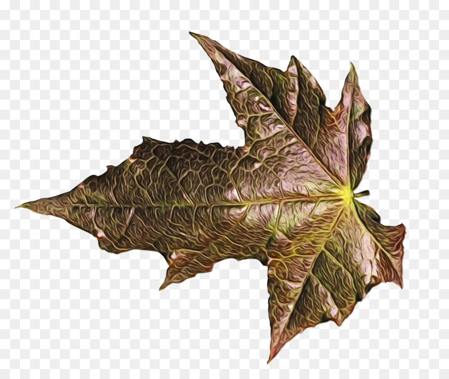 Hoja，Planta PNG