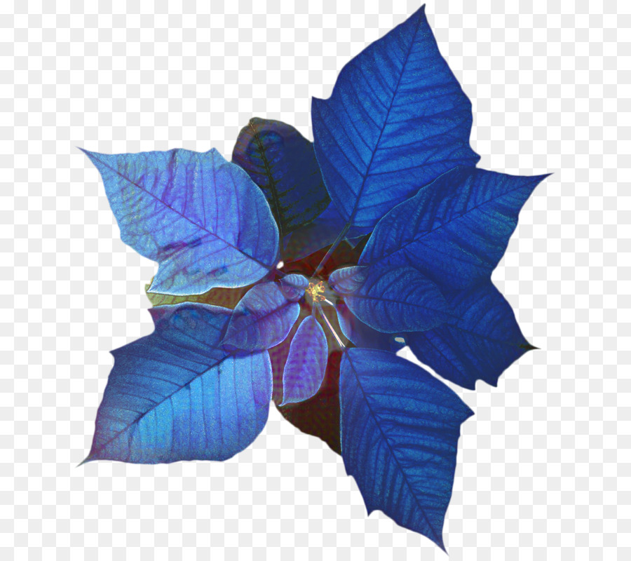 Flor De Pascua Azul，Flor PNG