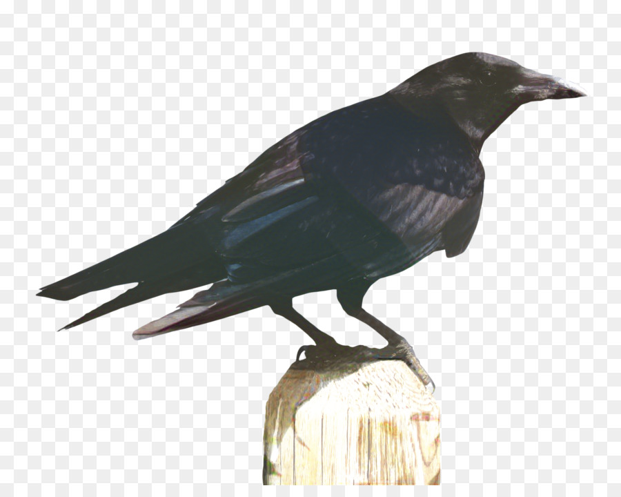 American Cuervo，Aves PNG