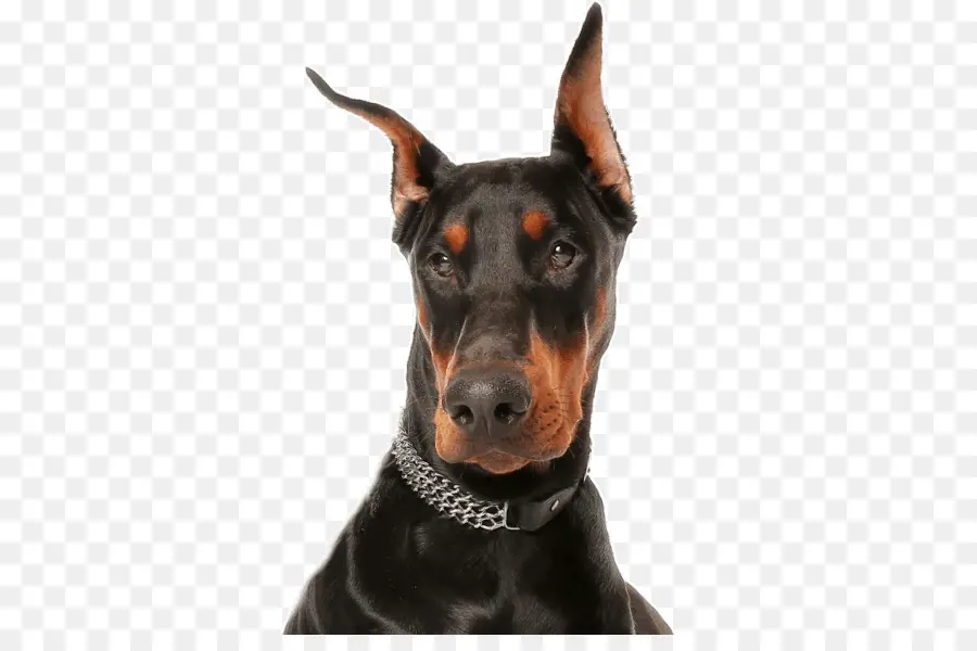 Dobermann，Perro De Presa Canario PNG