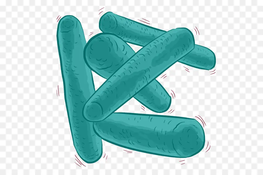 Lactobacillus，Las Bacterias PNG