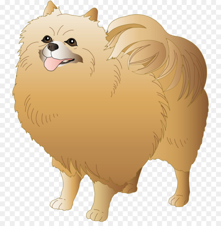 German Spitz Pequeño，Pomerania PNG