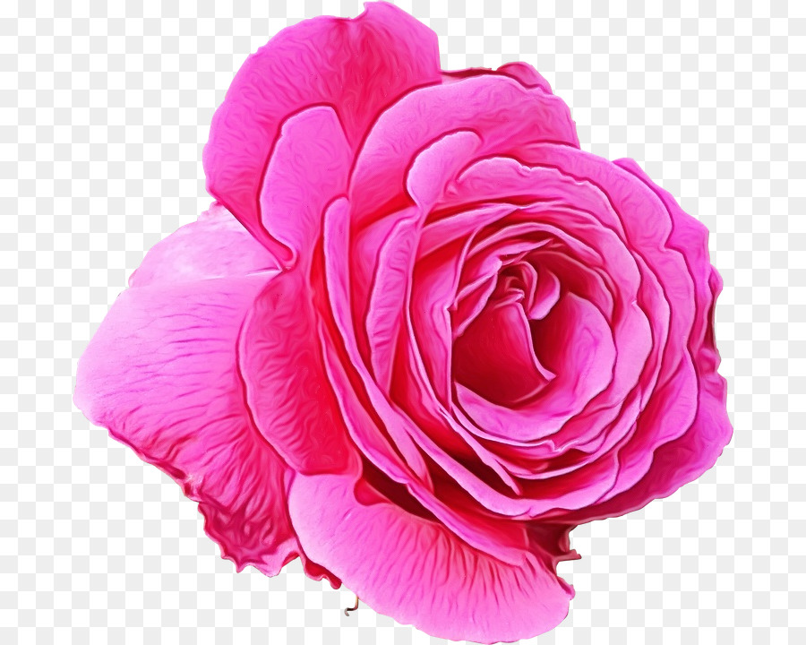 Rosa，Floración PNG